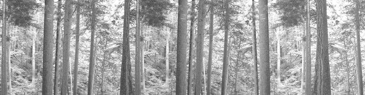 Original Photograph supplied to Zahner for the ZIRA™ Visualizer Process.